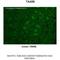 Trace Amine Associated Receptor 6 antibody, A10349, Boster Biological Technology, Immunohistochemistry paraffin image 