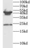 Pro-MCH antibody, FNab10484, FineTest, Western Blot image 