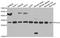 6-Phosphogluconolactonase antibody, A8366, ABclonal Technology, Western Blot image 