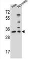 Endonuclease III-like protein 1 antibody, AP52951PU-N, Origene, Western Blot image 