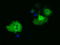 Phosphoribosylaminoimidazole Carboxylase And Phosphoribosylaminoimidazolesuccinocarboxamide Synthase antibody, TA501469, Origene, Immunofluorescence image 