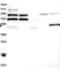 MORC Family CW-Type Zinc Finger 1 antibody, NBP1-84351, Novus Biologicals, Western Blot image 