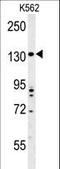 Transmembrane Protein 132D antibody, LS-C161971, Lifespan Biosciences, Western Blot image 