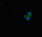 UBX Domain Protein 2B antibody, LS-C395546, Lifespan Biosciences, Immunofluorescence image 