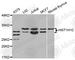 Histone Cluster 1 H1 Family Member C antibody, A3299, ABclonal Technology, Western Blot image 