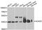 Acyl-CoA Dehydrogenase Short Chain antibody, LS-C331159, Lifespan Biosciences, Western Blot image 