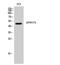 Probable G-protein coupled receptor 173 antibody, PA5-50976, Invitrogen Antibodies, Western Blot image 