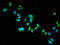 Dihydropyrimidinase Like 2 antibody, orb400636, Biorbyt, Immunofluorescence image 