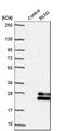 Relaxin 3 antibody, HPA043731, Atlas Antibodies, Western Blot image 