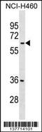 Malate Dehydrogenase 1B antibody, 59-386, ProSci, Western Blot image 