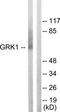 GRK1 antibody, TA314446, Origene, Western Blot image 