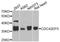 CDC42 Effector Protein 3 antibody, A8480, ABclonal Technology, Western Blot image 