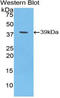 Hepcidin Antimicrobial Peptide antibody, LS-C294488, Lifespan Biosciences, Western Blot image 