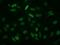 ECRG4 Augurin Precursor antibody, NBP2-00599, Novus Biologicals, Immunocytochemistry image 