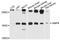 Glia Maturation Factor Beta antibody, STJ111365, St John