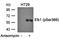 ETS Transcription Factor ELK1 antibody, orb14771, Biorbyt, Western Blot image 