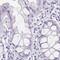 Corneodesmosin antibody, PA5-62936, Invitrogen Antibodies, Immunohistochemistry frozen image 