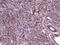 HCNP antibody, A01668, Boster Biological Technology, Immunohistochemistry paraffin image 