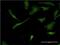 Pleckstrin antibody, H00005341-M03, Novus Biologicals, Immunofluorescence image 
