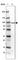 Threonyl-TRNA Synthetase antibody, HPA037425, Atlas Antibodies, Western Blot image 