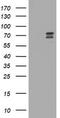 RIO Kinase 2 antibody, LS-C337811, Lifespan Biosciences, Western Blot image 