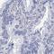 Cancer/Testis Antigen Family 45 Member A1 antibody, HPA046872, Atlas Antibodies, Immunohistochemistry frozen image 