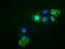 NOG antibody, TA500028, Origene, Immunofluorescence image 