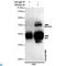 Replication protein A 70 kDa DNA-binding subunit antibody, LS-C813113, Lifespan Biosciences, Immunoprecipitation image 