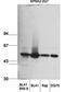Heterogeneous Nuclear Ribonucleoprotein F antibody, orb76667, Biorbyt, Western Blot image 