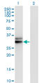 HL antibody, LS-C197421, Lifespan Biosciences, Western Blot image 