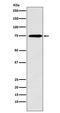 Synapsin II antibody, M08488, Boster Biological Technology, Western Blot image 