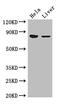 Acylaminoacyl-Peptide Hydrolase antibody, A62086-100, Epigentek, Western Blot image 