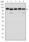 Bone Morphogenetic Protein Receptor Type 2 antibody, STJ97877, St John