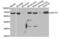 Ugt1 antibody, abx004726, Abbexa, Western Blot image 