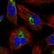 Mitochondrial Ribosomal Protein L55 antibody, HPA027641, Atlas Antibodies, Immunocytochemistry image 