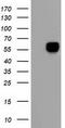 Alpha-1-fetoprotein antibody, TA501787, Origene, Western Blot image 