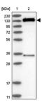 Family With Sequence Similarity 120B antibody, NBP1-86567, Novus Biologicals, Western Blot image 