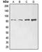 Engulfment And Cell Motility 1 antibody, orb214934, Biorbyt, Western Blot image 