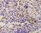 Coiled-Coil Domain Containing 87 antibody, orb2434, Biorbyt, Immunohistochemistry paraffin image 