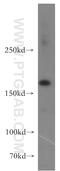 UDP-glucose:glycoprotein glucosyltransferase 2 antibody, 13420-1-AP, Proteintech Group, Western Blot image 
