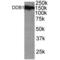 Damage Specific DNA Binding Protein 1 antibody, AHP632, Bio-Rad (formerly AbD Serotec) , Western Blot image 