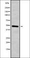 Bone Morphogenetic Protein 1 antibody, orb338076, Biorbyt, Western Blot image 