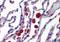 Probable ergosterol biosynthetic protein 28 antibody, orb88912, Biorbyt, Immunohistochemistry paraffin image 