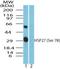 Heat Shock Protein Family B (Small) Member 1 antibody, NBP2-24458, Novus Biologicals, Western Blot image 