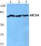 ATP-binding cassette sub-family D member 4 antibody, A08479, Boster Biological Technology, Western Blot image 