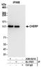 Calcium Homeostasis Endoplasmic Reticulum Protein antibody, A304-621A, Bethyl Labs, Immunoprecipitation image 