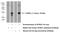 Potassium Voltage-Gated Channel Subfamily E Regulatory Subunit 5 antibody, 13867-1-AP, Proteintech Group, Western Blot image 