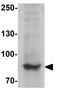 hSMURF2 antibody, GTX31571, GeneTex, Western Blot image 