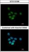 Sin3A Associated Protein 130 antibody, GTX112169, GeneTex, Immunocytochemistry image 