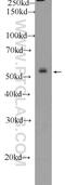 Zinc Finger Protein 253 antibody, 25152-1-AP, Proteintech Group, Western Blot image 